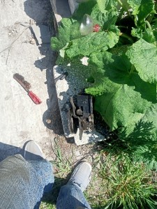 IMG20240526134224_480x640.jpg